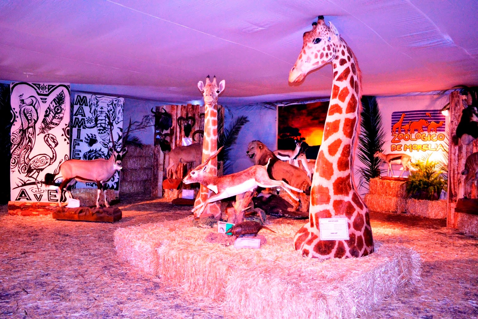 Zoológico de Morelia Turismo Morelia